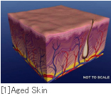 [1]Aged Skin
